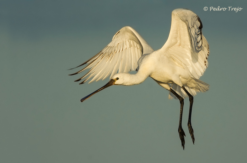 Espatula (Platalea leucorodia)